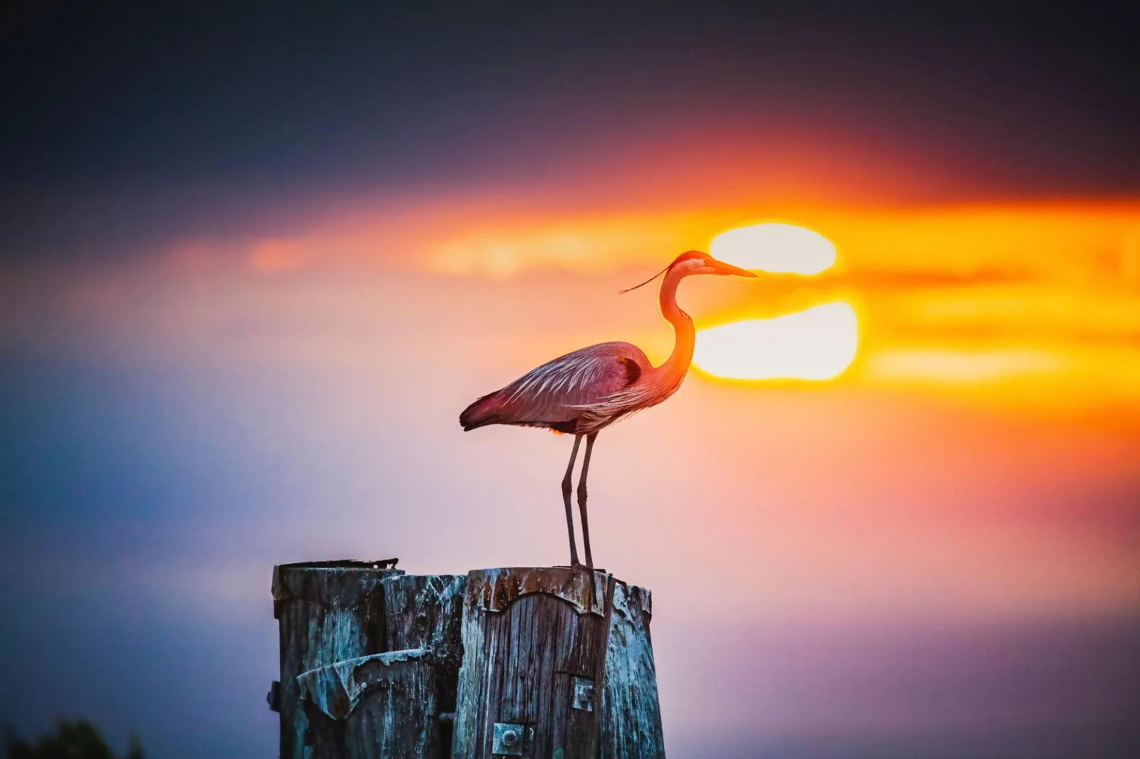 Heron at sunset