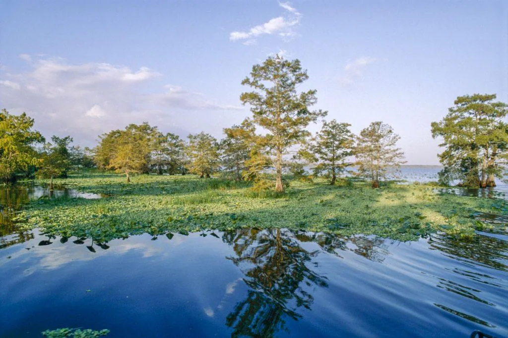 Cypress and water reflections